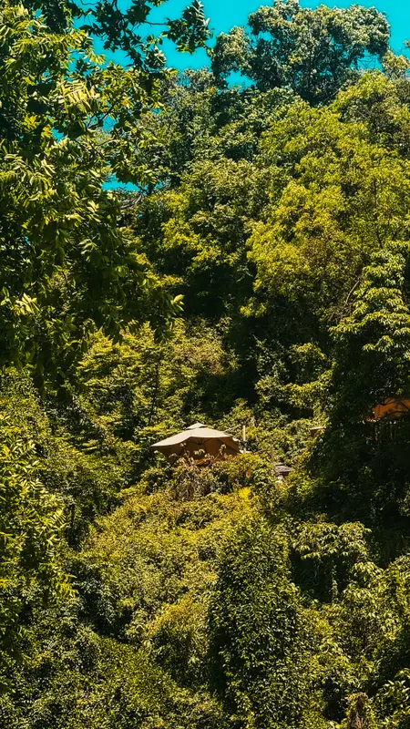 Roof in the Trees