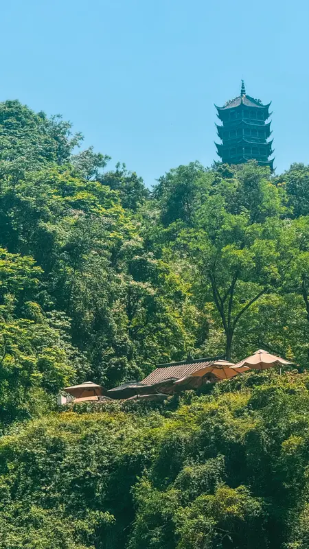 Above the Canopy