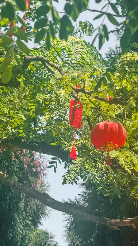 Lanterns in the Branches