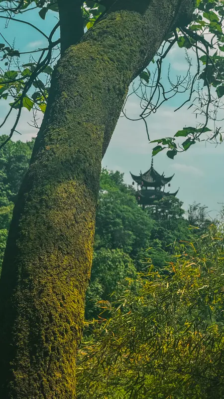 The Big Tree