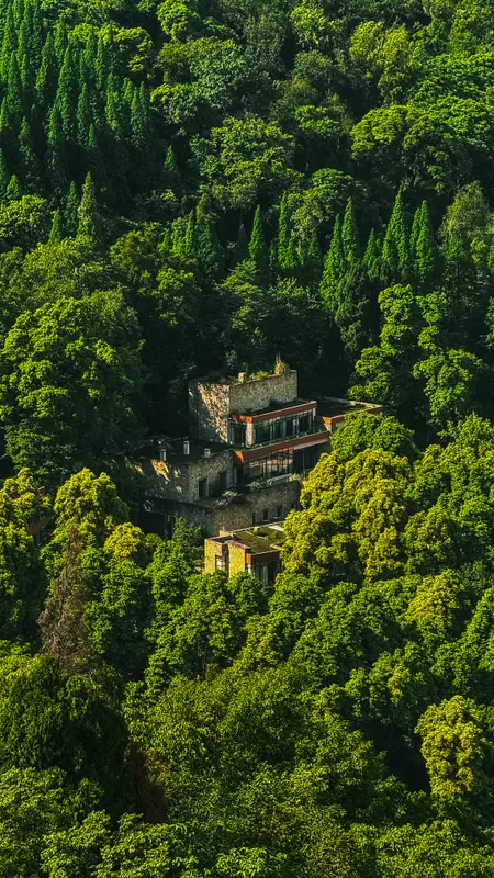 Buildings in the Forest