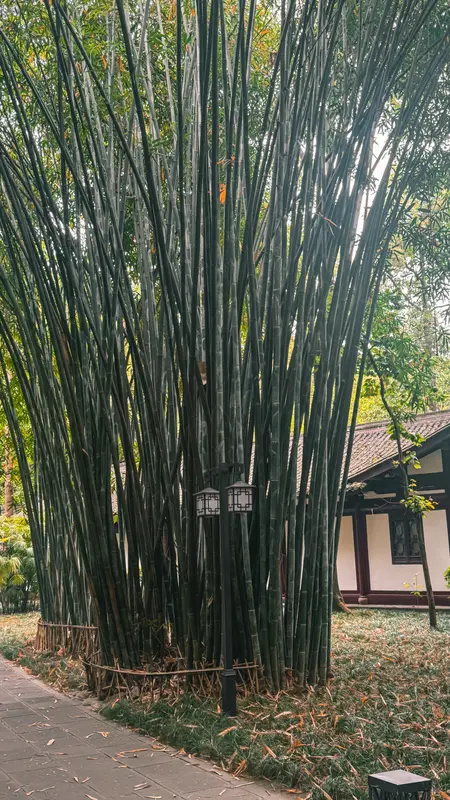 Bamboo Grove