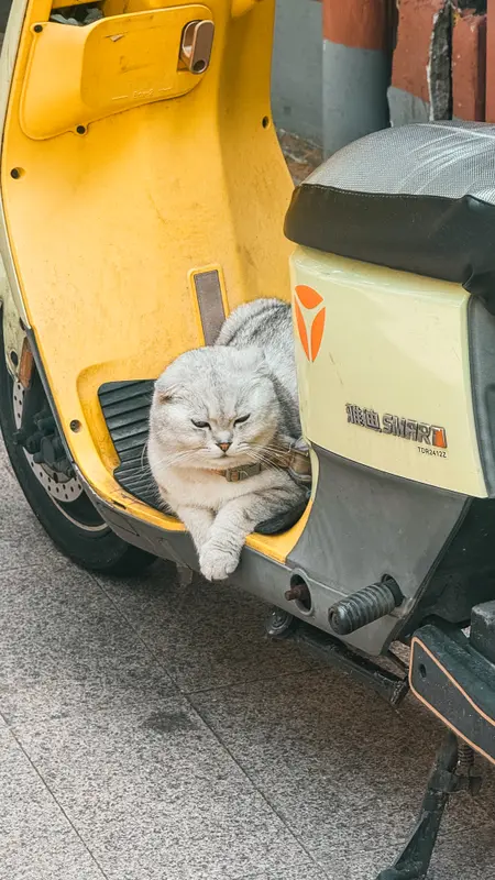 Cat, Parked